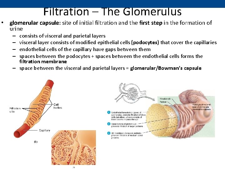 Filtration – The Glomerulus • glomerular capsule: site of initial filtration and the first