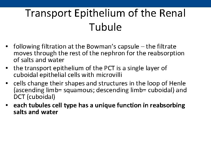 Transport Epithelium of the Renal Tubule • following filtration at the Bowman’s capsule –