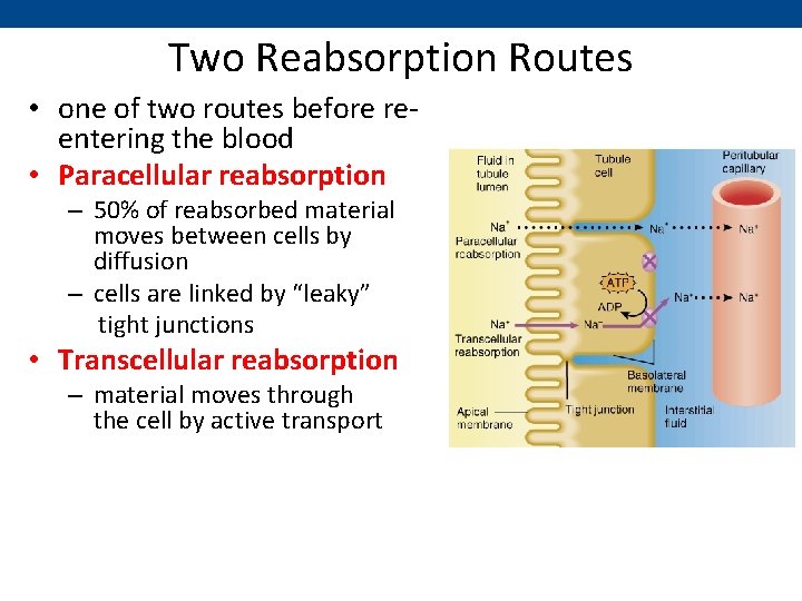 Two Reabsorption Routes • one of two routes before reentering the blood • Paracellular