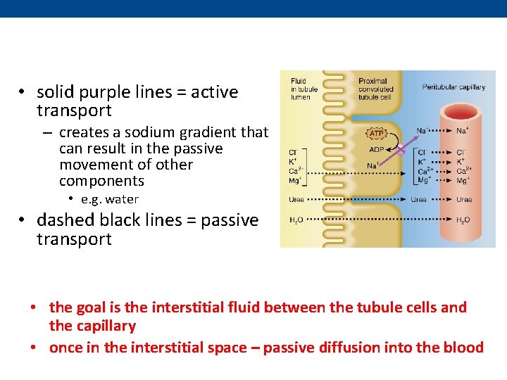  • solid purple lines = active transport – creates a sodium gradient that