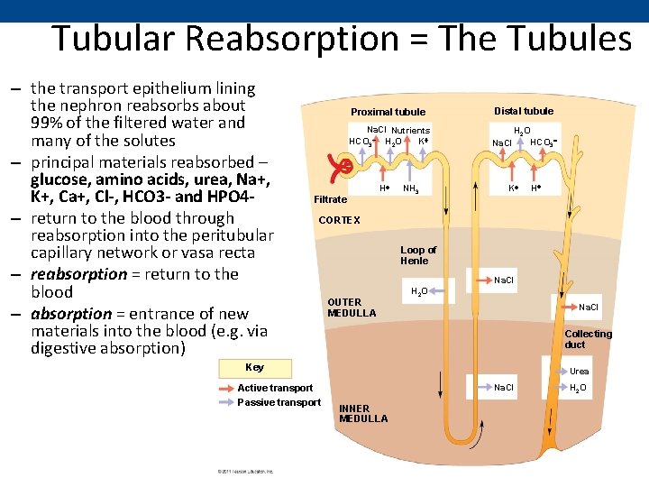 Tubular Reabsorption = The Tubules – the transport epithelium lining the nephron reabsorbs about
