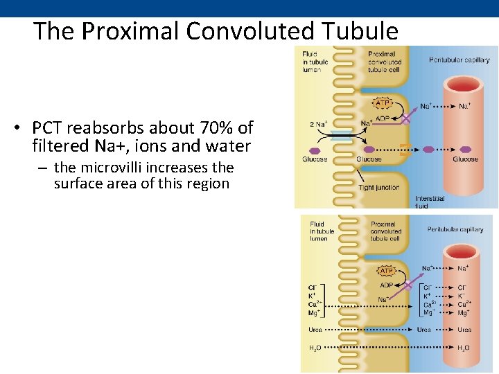 The Proximal Convoluted Tubule • PCT reabsorbs about 70% of filtered Na+, ions and