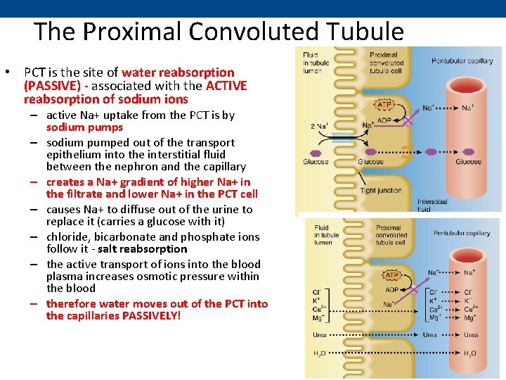 The Proximal Convoluted Tubule • PCT is the site of water reabsorption (PASSIVE) -