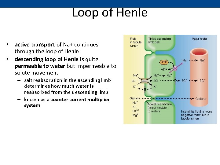Loop of Henle • active transport of Na+ continues through the loop of Henle