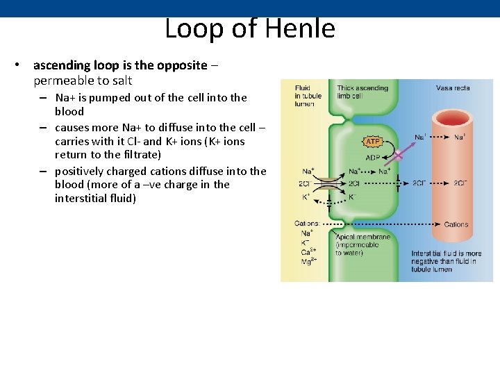 Loop of Henle • ascending loop is the opposite – permeable to salt –