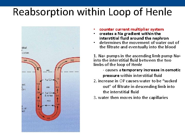 Reabsorption within Loop of Henle • counter current multiplier system • creates a Na