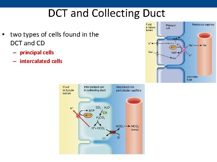 DCT and Collecting Duct • two types of cells found in the DCT and