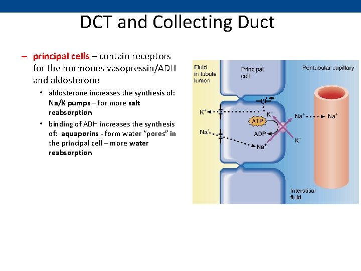 DCT and Collecting Duct – principal cells – contain receptors for the hormones vasopressin/ADH