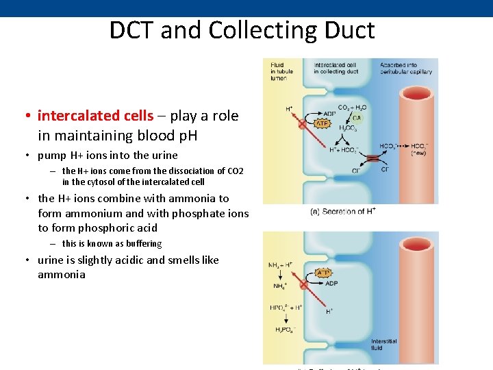 DCT and Collecting Duct • intercalated cells – play a role in maintaining blood