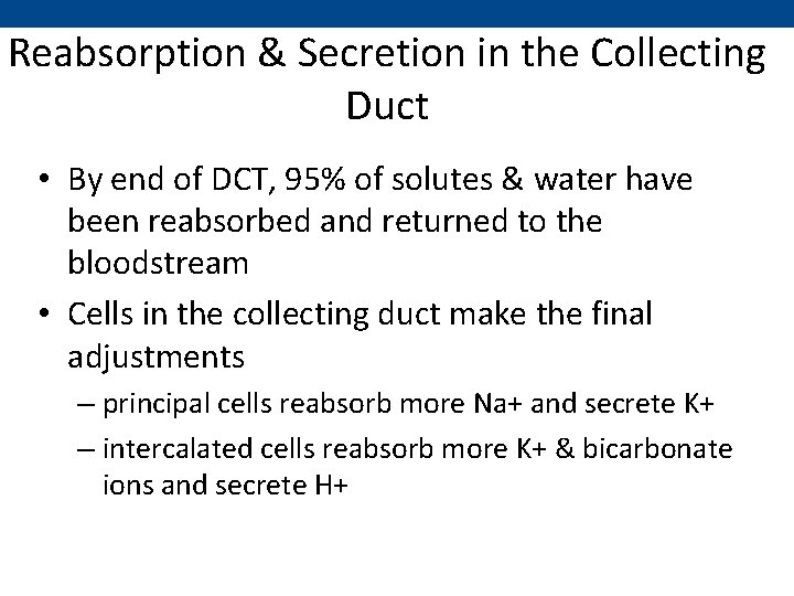 Reabsorption & Secretion in the Collecting Duct • By end of DCT, 95% of