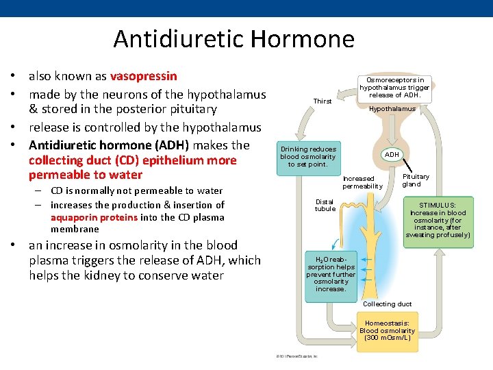 Antidiuretic Hormone • also known as vasopressin • made by the neurons of the