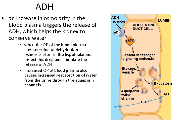 ADH • an increase in osmolarity in the blood plasma triggers the release of