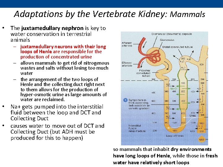 Adaptations by the Vertebrate Kidney: Mammals • The juxtamedullary nephron is key to water