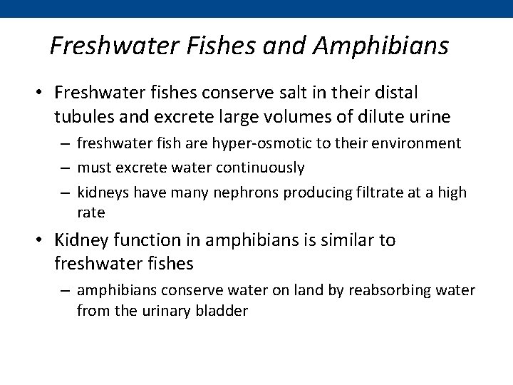 Freshwater Fishes and Amphibians • Freshwater fishes conserve salt in their distal tubules and