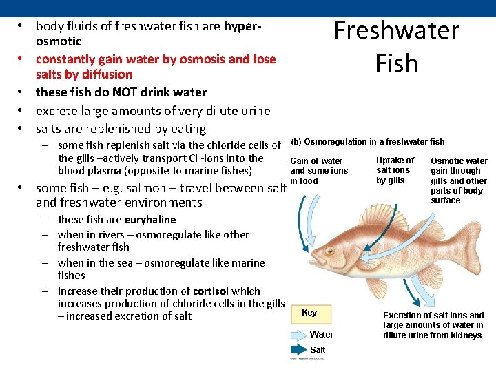 Freshwater Fish • body fluids of freshwater fish are hyperosmotic • constantly gain water