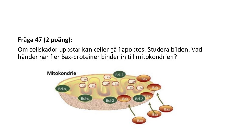 Fråga 47 (2 poäng): Om cellskador uppstår kan celler gå i apoptos. Studera bilden.