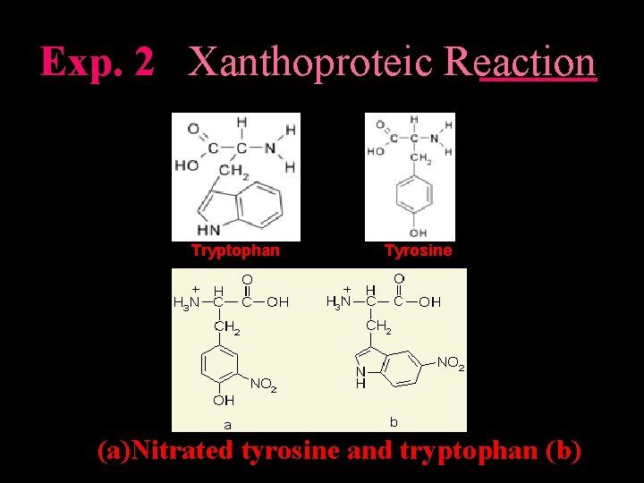 Exp. 2 Xanthoproteic Reaction Tryptophan Tyrosine (a)Nitrated tyrosine and tryptophan (b) 