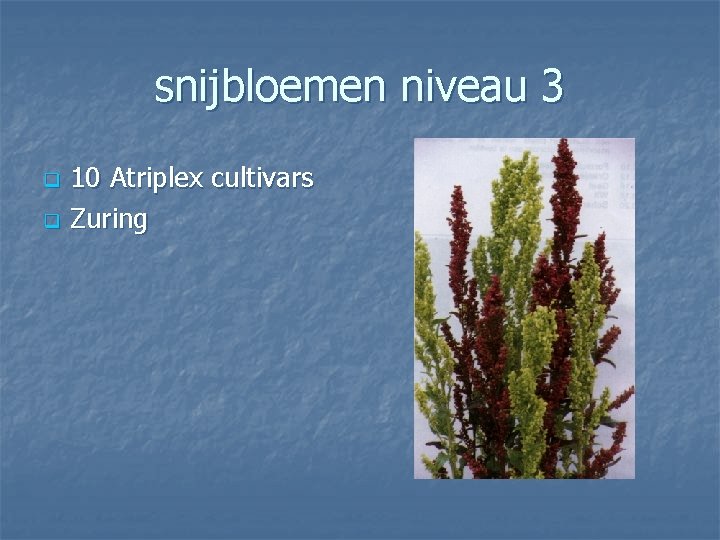 snijbloemen niveau 3 q q 10 Atriplex cultivars Zuring 