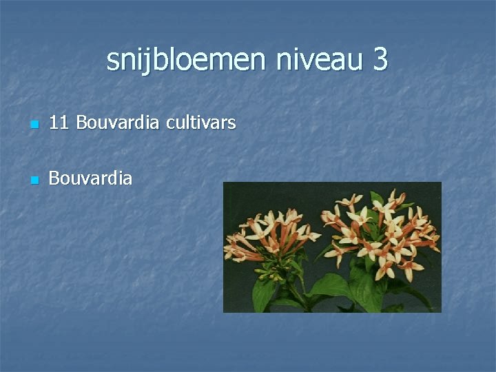 snijbloemen niveau 3 n 11 Bouvardia cultivars n Bouvardia 