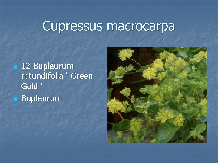 Cupressus macrocarpa n n 12 Bupleurum rotundifolia ‘ Green Gold ‘ Bupleurum 