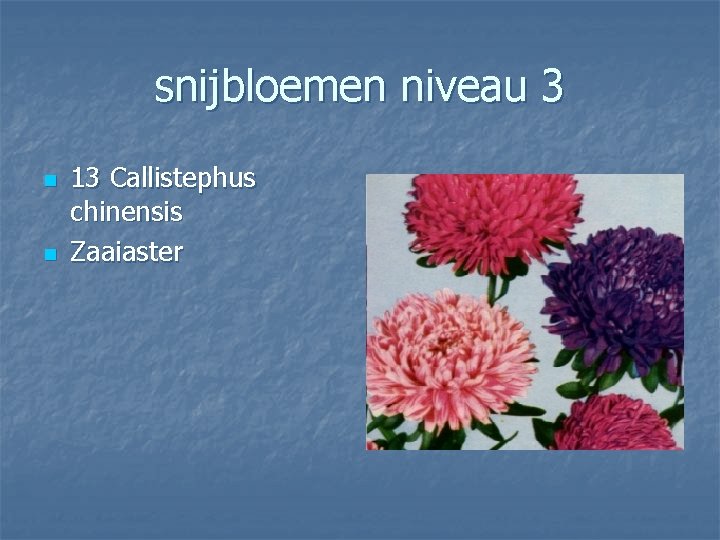 snijbloemen niveau 3 n n 13 Callistephus chinensis Zaaiaster 