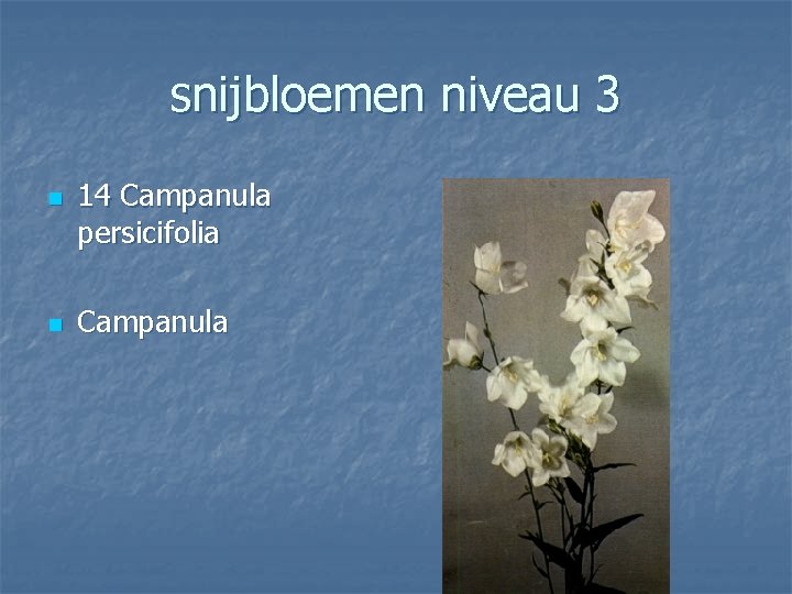 snijbloemen niveau 3 n n 14 Campanula persicifolia Campanula 