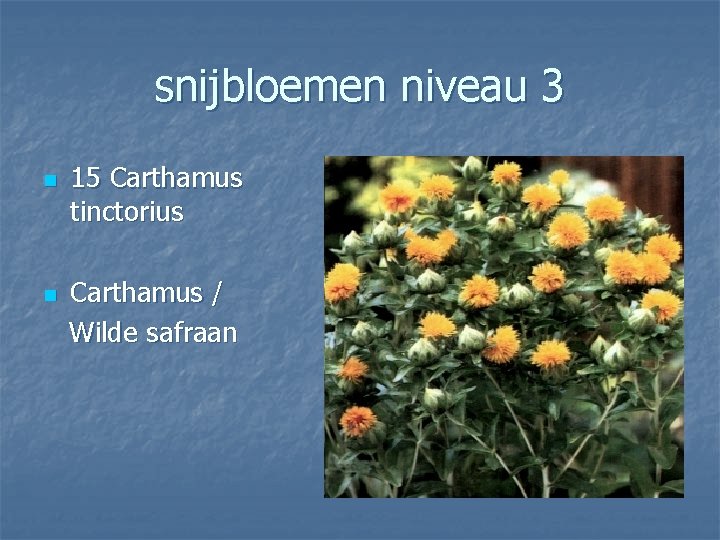 snijbloemen niveau 3 n n 15 Carthamus tinctorius Carthamus / Wilde safraan 