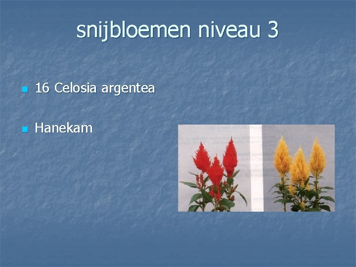 snijbloemen niveau 3 n 16 Celosia argentea n Hanekam 