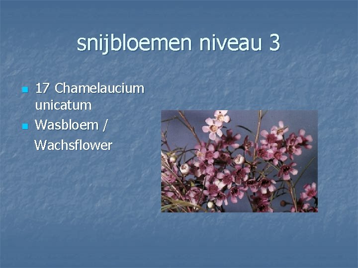 snijbloemen niveau 3 n n 17 Chamelaucium unicatum Wasbloem / Wachsflower 