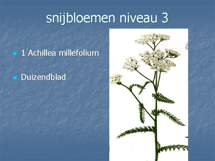 snijbloemen niveau 3 n 1 Achillea millefolium n Duizendblad 