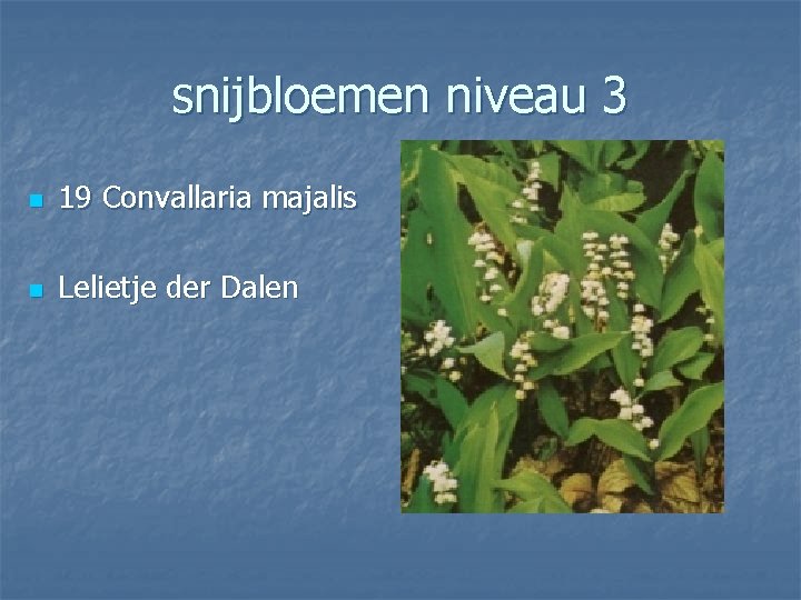 snijbloemen niveau 3 n 19 Convallaria majalis n Lelietje der Dalen 