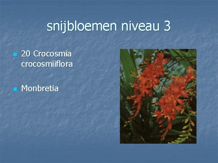 snijbloemen niveau 3 n n 20 Crocosmia crocosmiiflora Monbretia 