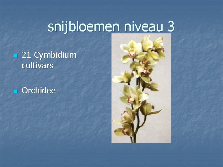 snijbloemen niveau 3 n n 21 Cymbidium cultivars Orchidee 