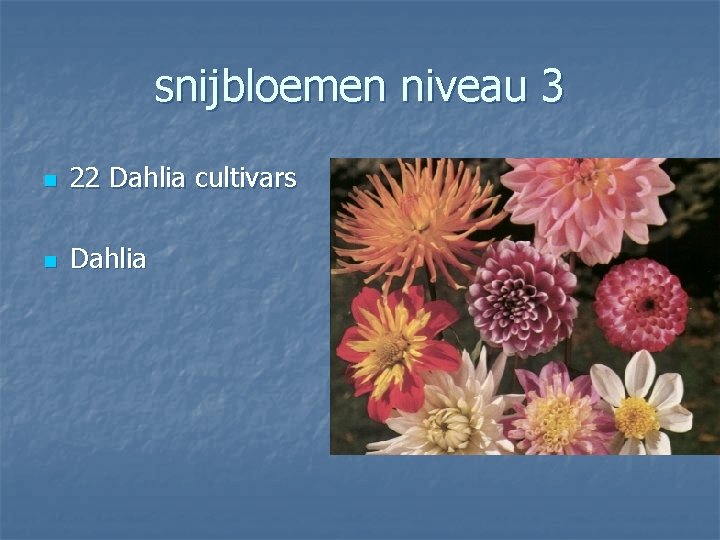 snijbloemen niveau 3 n 22 Dahlia cultivars n Dahlia 