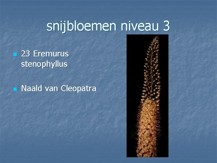 snijbloemen niveau 3 n n 23 Eremurus stenophyllus Naald van Cleopatra 