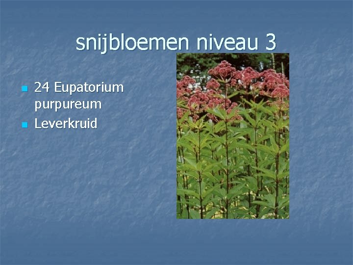 snijbloemen niveau 3 n n 24 Eupatorium purpureum Leverkruid 