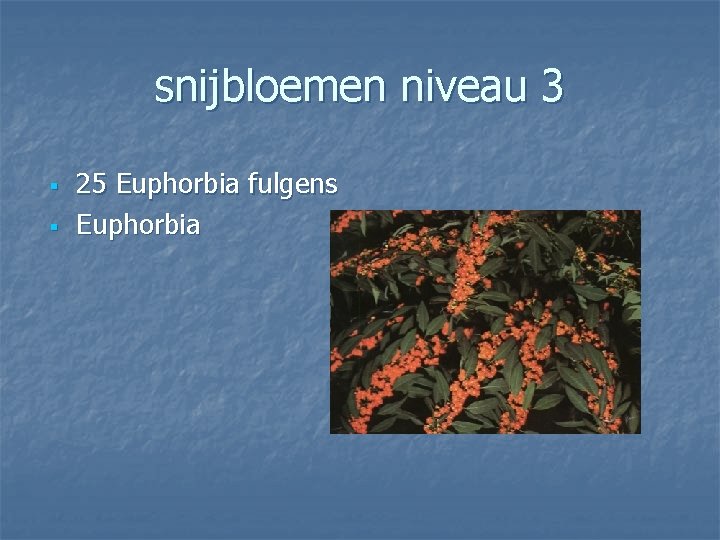 snijbloemen niveau 3 § § 25 Euphorbia fulgens Euphorbia 