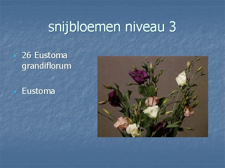 snijbloemen niveau 3 § § 26 Eustoma grandiflorum Eustoma 