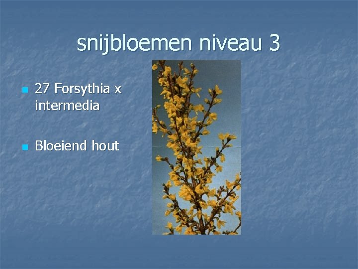 snijbloemen niveau 3 n n 27 Forsythia x intermedia Bloeiend hout 
