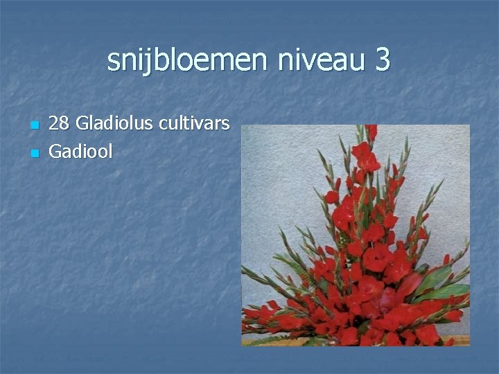 snijbloemen niveau 3 n n 28 Gladiolus cultivars Gadiool 