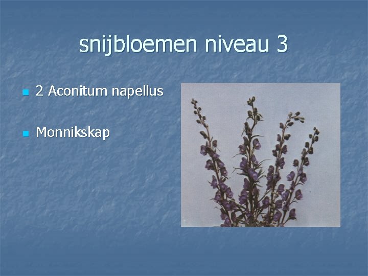 snijbloemen niveau 3 n 2 Aconitum napellus n Monnikskap 