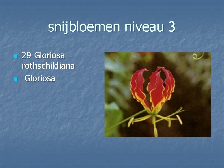 snijbloemen niveau 3 n n 29 Gloriosa rothschildiana Gloriosa 