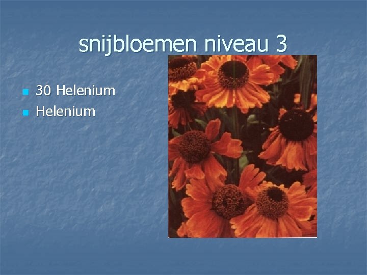 snijbloemen niveau 3 n n 30 Helenium 