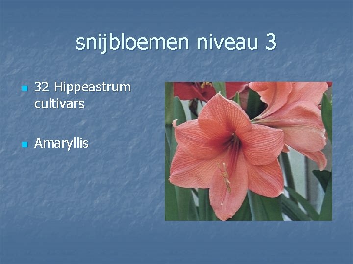 snijbloemen niveau 3 n n 32 Hippeastrum cultivars Amaryllis 