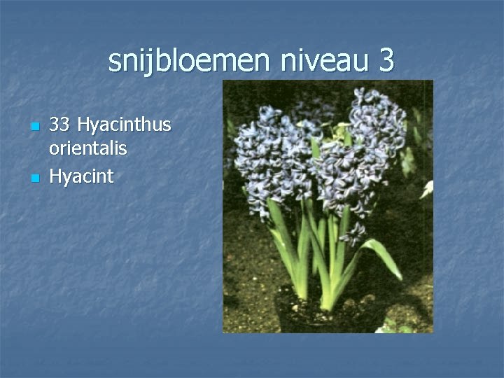 snijbloemen niveau 3 n n 33 Hyacinthus orientalis Hyacint 