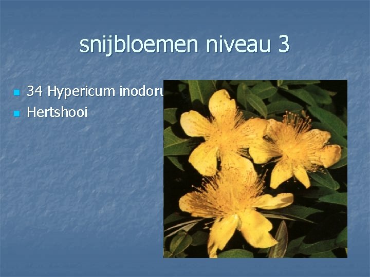 snijbloemen niveau 3 n n 34 Hypericum inodorum Hertshooi 