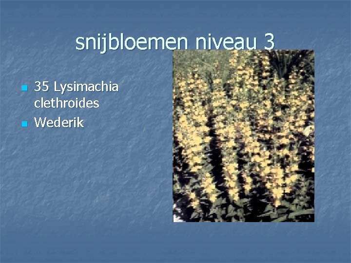 snijbloemen niveau 3 n n 35 Lysimachia clethroides Wederik 