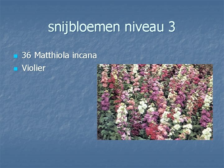 snijbloemen niveau 3 n n 36 Matthiola incana Violier 