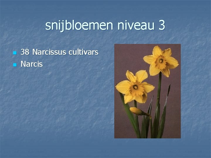 snijbloemen niveau 3 n n 38 Narcissus cultivars Narcis 