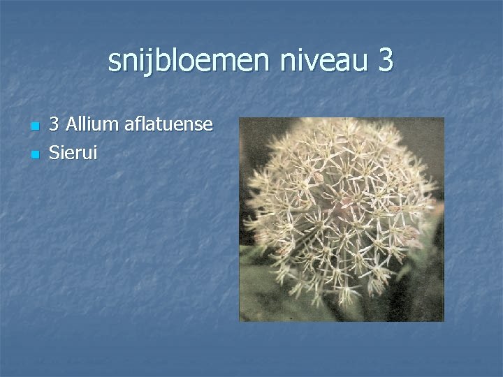 snijbloemen niveau 3 n n 3 Allium aflatuense Sierui 